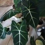 Alocasia micholitziana List