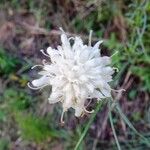 Cephalaria leucantha Flor