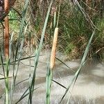 Typha × glauca Leaf