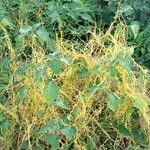 Cuscuta europaea Habit
