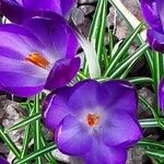 Crocus flavus 花