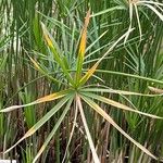 Cyperus alterniflorus পাতা