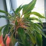 Chlorophytum orchidastrum Habit
