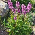 Pedicularis rostratospicata 花