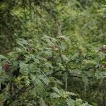 Sorbus himalaica Habitus