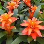 Guzmania monostachia叶