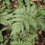 Tectaria angelicifolia Leaf