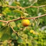 Ziziphus spina-christi Φλοιός