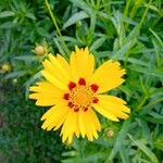 Coreopsis grandifloraLorea