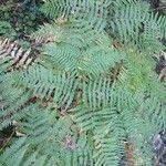 Pteridium aquilinum Leaf