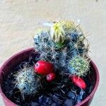 Mammillaria prolifera Листок