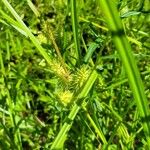 Carex retrorsa ᱵᱟᱦᱟ