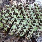 Ctenopterella lasiostipes Casca