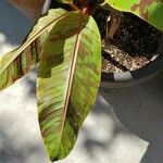 Musa acuminata Feuille