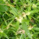 Spermacoce prostrata Flower