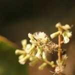 Monosis conferta Flor