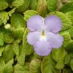 Episcia lilacina Flor