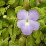 Episcia lilacina Flors