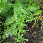 Verbena urticifolia Blad