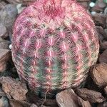 Echinocereus rigidissimusЦвят