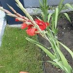 Gladiolus communis عادت داشتن