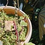 Senecio macroglossus Hoja