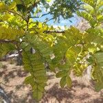 Caesalpinia echinata برگ