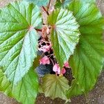 Begonia aconitifolia Blad