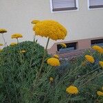 Achillea filipendulinaफूल