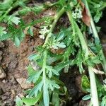 Lepidium coronopus Leaf