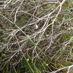 Crambe tataria Fruchs