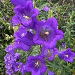 Campanula medium Blüte