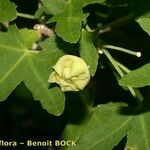 Malva acerifolia Frukto