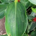 Costus woodsonii Leaf