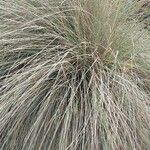 Muhlenbergia lindheimeri Levél