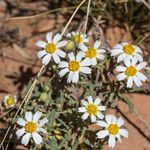 Melampodium leucanthum Кветка