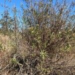 Baccharis salicifolia Blatt