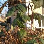 Rubus sulcatus পাতা