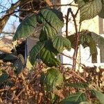 Rubus sulcatus Leaf