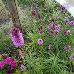 Liatris spicata Λουλούδι
