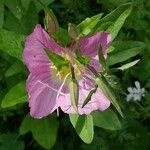 Oenothera rosea Λουλούδι