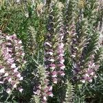 Acanthus spinosus Anders