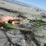 Phragmites karka Feuille