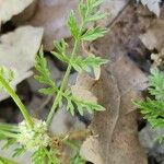 Torilis leptophylla Hoja