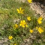 Ranunculus paludosus Flower