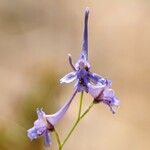 Delphinium gracile Квітка