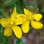 Hypericum hirsutum Λουλούδι