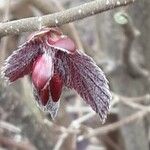 Corylus maxima Blad