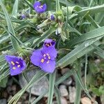 Tradescantia occidentalis Flor