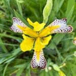 Iris variegata പുഷ്പം